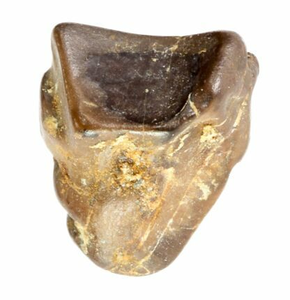 Partial Triceratops Shed Tooth - Montana #72503